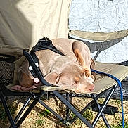 Baïa a rejoint le concours — aidez-le/la à gagner de superbes lots ! dog, pet, tan_dog, sleeping, lying_down, harness, leash, camping, camping_chair, folding_chair, outdoors, tent, grass, sunlight, shadow, relaxed, side_eye, animal, campsite, portrait
