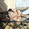 dog, pet, tan_dog, sleeping, lying_down, harness, leash, camping, camping_chair, folding_chair, outdoors, tent, grass, sunlight, shadow, relaxed, side_eye, animal, campsite, portrait