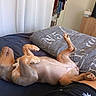 Baïa participe au concours pour gagner de l'argent avec cette photo : dog, pet, animal, lying_down, belly_up, relaxed, sleeping, playful, brown_dog, short_hair, paws, belly, bed, bedroom, blanket, pillows, curtains, television, dresser, indoor
