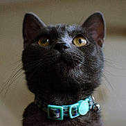 Taylor joined the competition — help win amazing prizes! animal, cat, close_up, collar, curious, domestic_animal, ears, face, feline, fur, gray_cat, indoor, looking_up, mammal, mustache, pet, portrait, turquoise_collar, whiskers, yellow_eyes