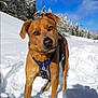 dog, snow, winter, outdoor, forest, trees, blue_sky, harness, canine, pet, animal, nature, cold, playful, curious, walking, daylight, muzzle, ears, fur