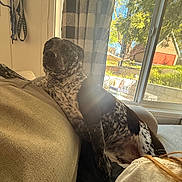 Bandit is registered to the contest to win money with this photo: dog, couch, indoor, window, curtains, sunlight, spotted, black, white, beige, furniture, garden, outdoor, greenery, shed, relaxing, pet, collar, daylight, home