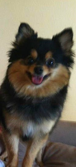 Lola is registered to the contest to win money with this photo: ancient_dog_breeds, canidae, carnivore, companion_dog, dog, dog_breed, fur, herding_dog, jaw, snout, sporting_group, terrestrial_animal, whiskers, working_animal, working_dog