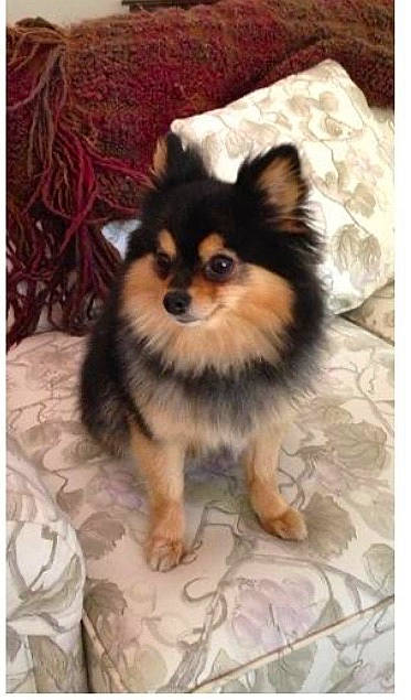 Lola is registered to the contest to win money with this photo: canidae, carnivore, companion_dog, corgi_chihuahua, dog, dog_breed, dog_supply, fawn, fur, german_spitz_klein, non_sporting_group, puppy, rectangle, snout, sporting_group, terrestrial_animal, toy_dog, whiskers, working_animal, working_dog