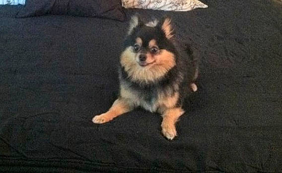 Lola is registered to the contest to win money with this photo: canidae, carnivore, companion_dog, couch, dog, dog_breed, fawn, fur, paw, snout, sporting_group, tail, terrestrial_animal, toy_dog, whiskers, working_dog