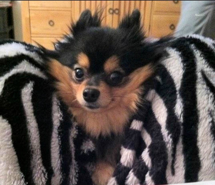 Lola joined the competition — help win amazing prizes! canidae, carnivore, companion_dog, corgi_chihuahua, dog, dog_breed, dog_supply, fawn, fur, non_sporting_group, snout, sporting_group, terrestrial_animal, toy_dog, whiskers