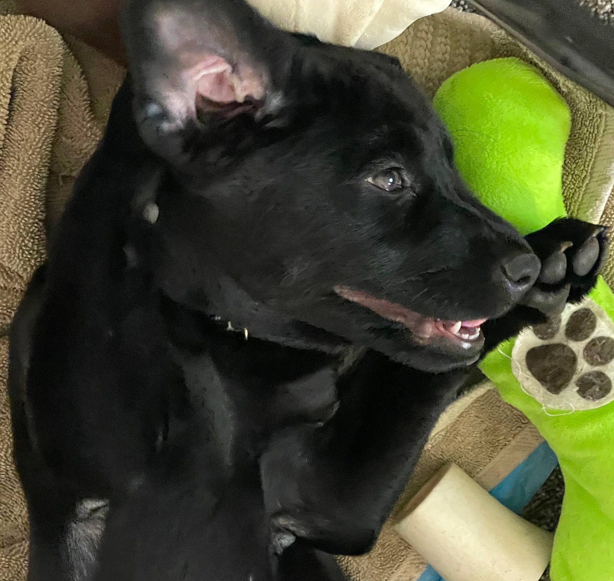 Radar is registered to the contest to win money with this photo: borador, canidae, carnivore, collar, companion_dog, dog, dog_breed, dog_collar, dog_supply, ear, felidae, fur, guard_dog, jaw, luggage_and_bags, pet_supply, snout, sporting_group, whiskers, working_animal