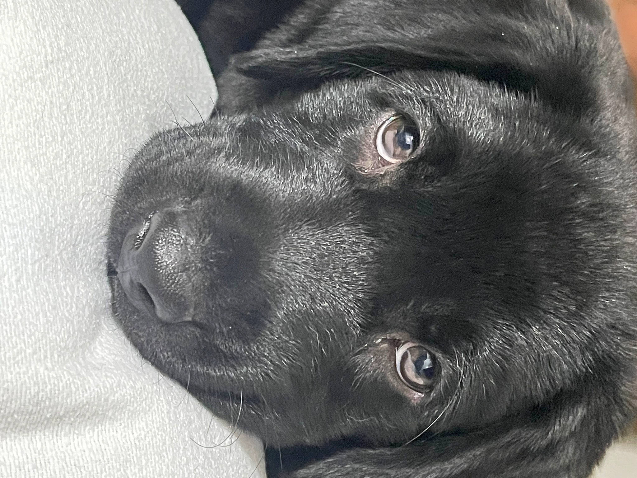 Radar joined the competition — help win amazing prizes! borador, canidae, carnivore, collar, companion_dog, dog, dog_breed, dog_collar, ear, eye, fur, gun_dog, head, liver, plant, snout, sporting_group, terrestrial_animal, whiskers, working_animal