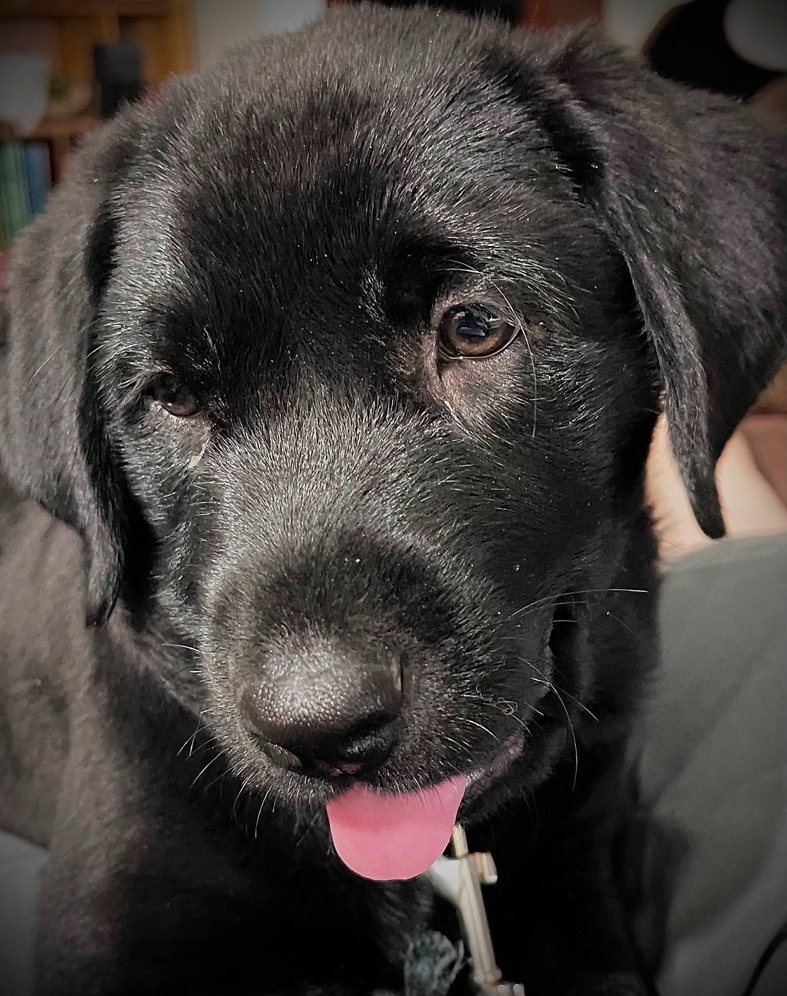 Radar joined the competition — help win amazing prizes! borador, canidae, carnivore, close_up, collar, companion_dog, dog, dog_breed, dog_collar, eye, fur, gun_dog, liver, puppy, retriever, snout, sporting_group, terrestrial_animal, whiskers, working_animal