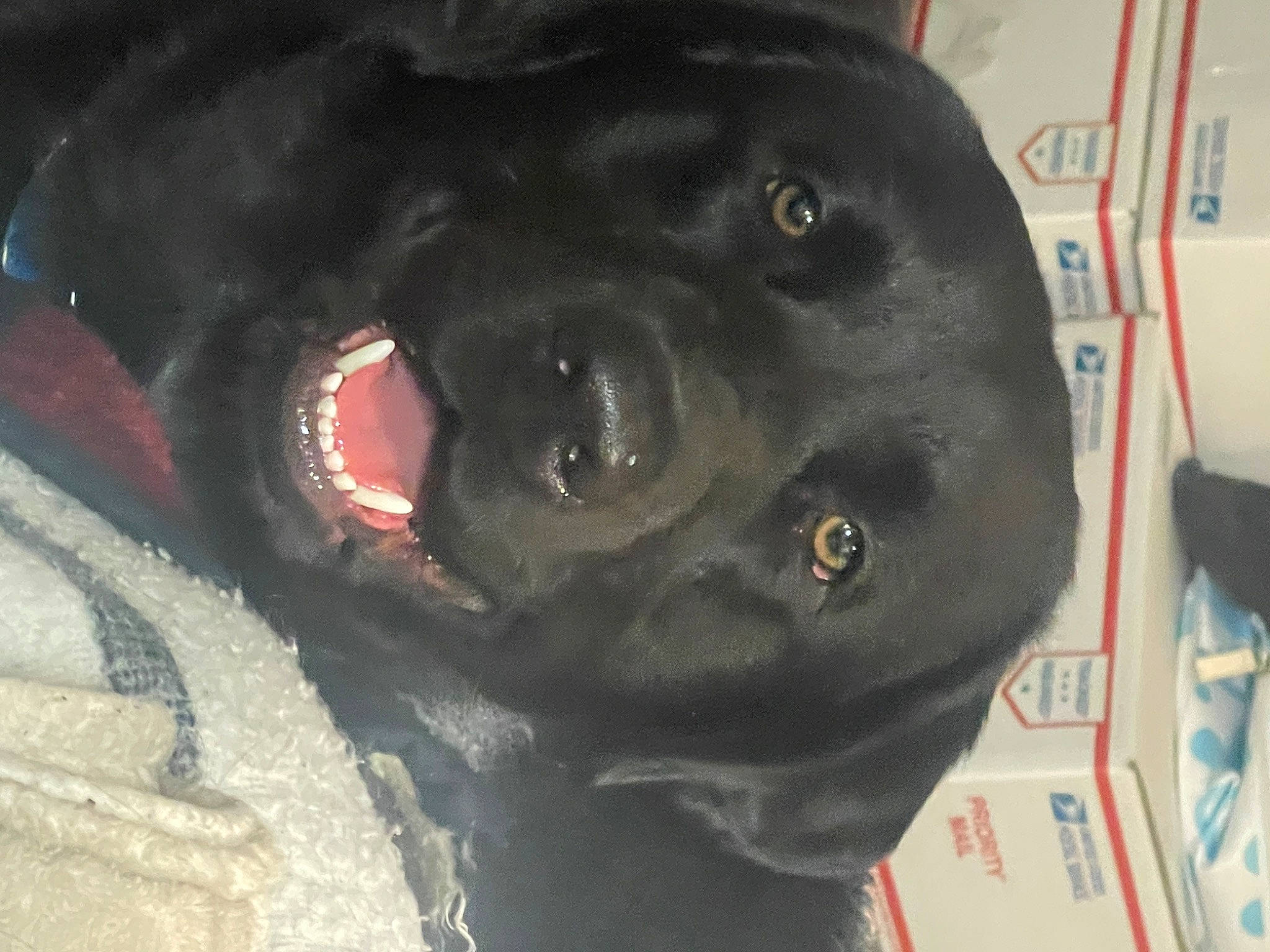 Radar is registered to the contest to win money with this photo: borador, canidae, carnivore, companion_dog, dog, dog_breed, fang, fur, mammal, non_sporting_group, personal_protective_equipment, pet_supply, snout, sporting_group, terrestrial_animal, whiskers, working_animal