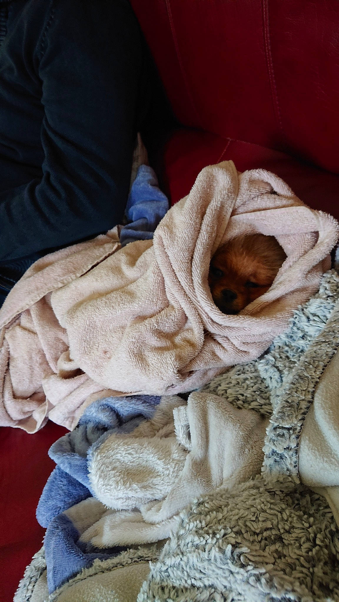 Pop a rejoint le concours — aidez-le/la à gagner de superbes lots ! blanket, canidae, fawn, fur, linens, nap, pointer, sleep, sporting_group, textile