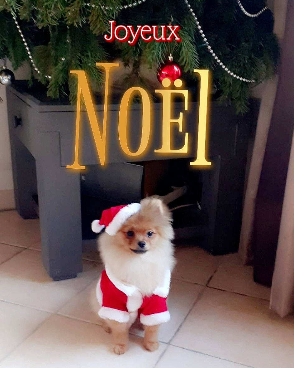 Pop participe au concours pour gagner de l'argent avec cette photo : canidae, carnivore, christmas, companion_dog, dog, dog_breed, dog_clothes, fawn, german_spitz, german_spitz_klein, german_spitz_mittel, mammal, non_sporting_group, photo_caption, pomeranian, puppy, shiba_inu, spitz, toy_dog, volpino_italiano