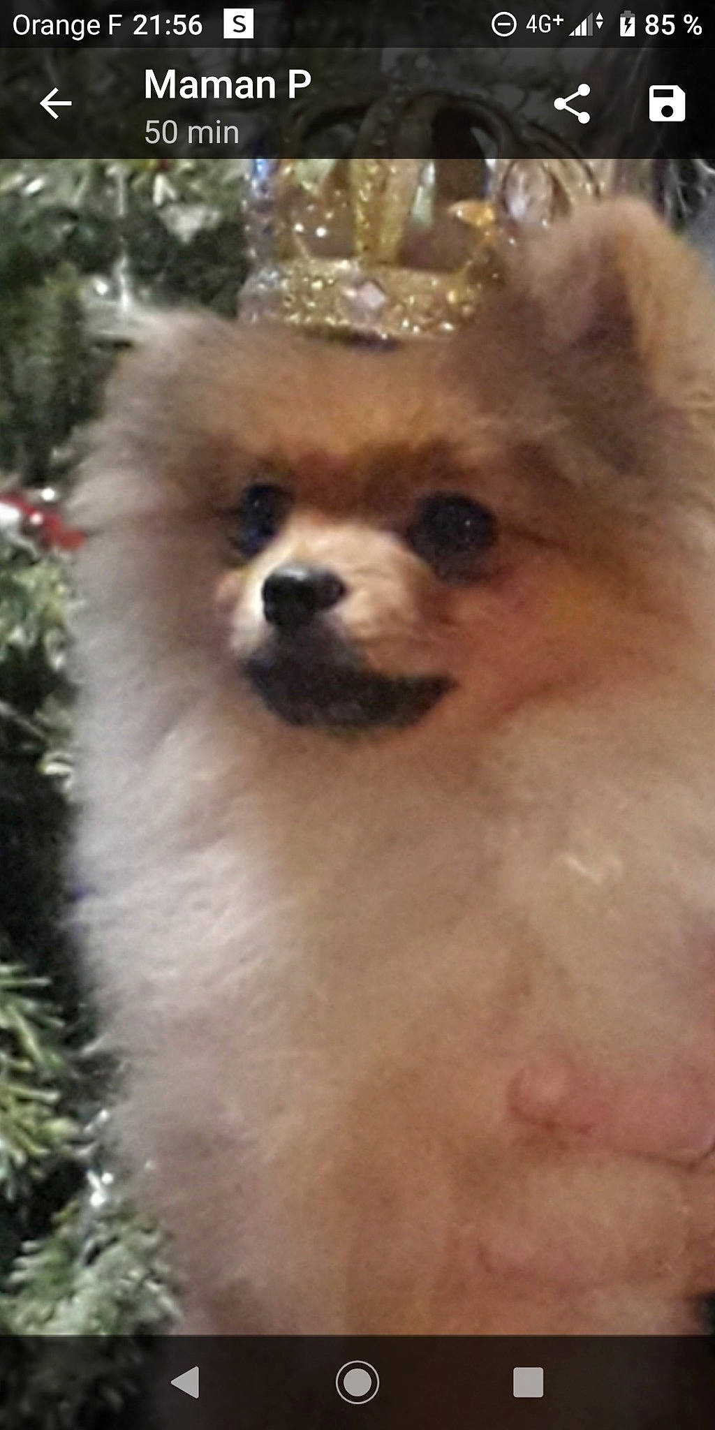 Pop participe au concours pour gagner de l'argent avec cette photo : ancient_dog_breeds, canidae, carnivore, companion_dog, dog, dog_breed, german_spitz, german_spitz_klein, german_spitz_mittel, mammal, non_sporting_group, pomeranian, puppy, rare_breed_dog, snout, spitz, sporting_group, toy_dog, vertebrate, volpino_italiano