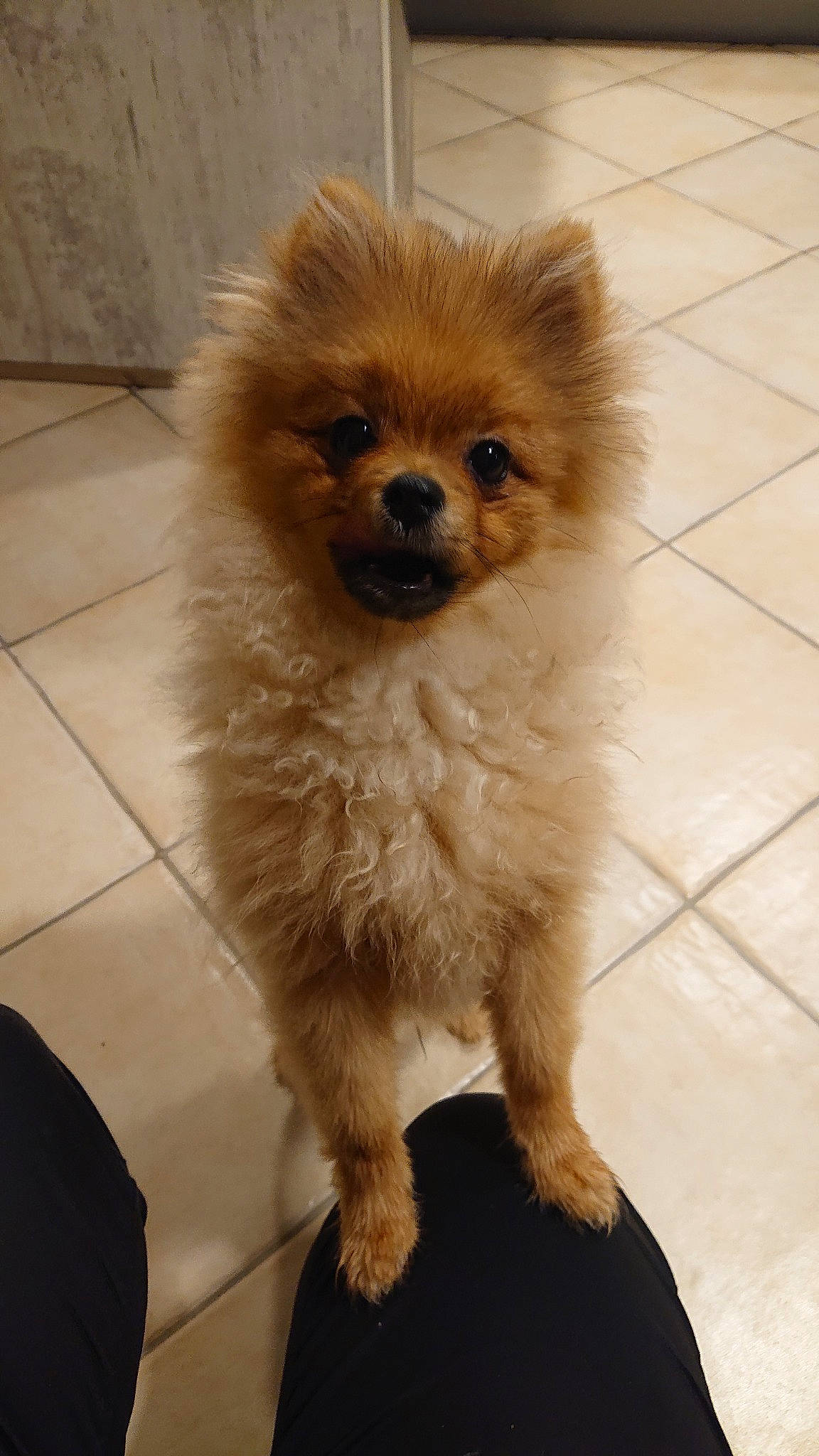 Pop a rejoint le concours — aidez-le/la à gagner de superbes lots ! ancient_dog_breeds, canidae, carnivore, companion_dog, dog, dog_breed, fawn, german_spitz, german_spitz_klein, german_spitz_mittel, mammal, non_sporting_group, pomeranian, puppy, snout, spitz, sporting_group, toy_dog, vertebrate, volpino_italiano