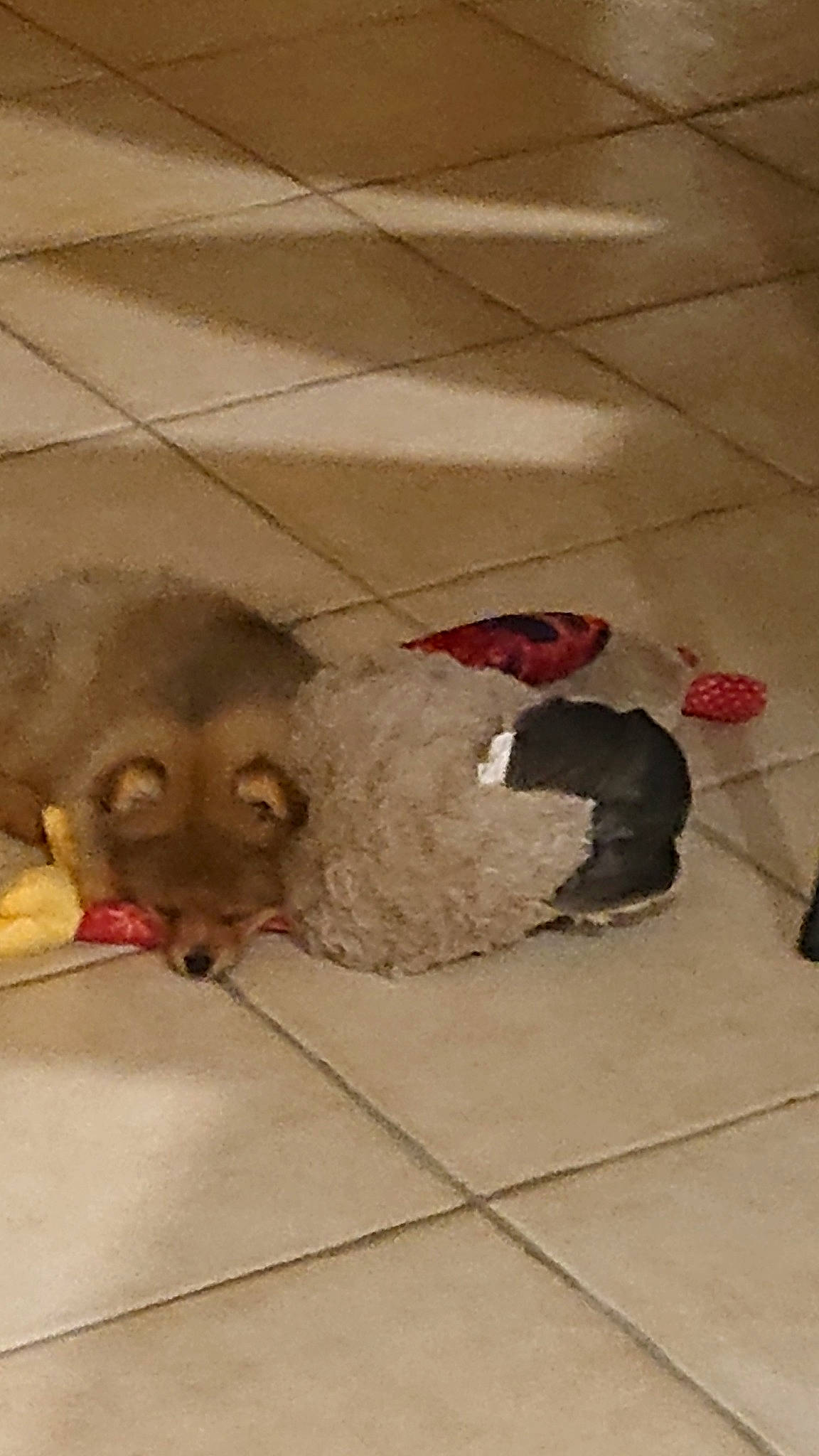 Pop participe au concours pour gagner de l'argent avec cette photo : american_cocker_spaniel, canidae, carnivore, companion_dog, dog, dog_breed, fawn, floor, flooring, mammal, non_sporting_group, snout, sporting_group