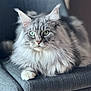 animal, cat, chair, closeup, cute, domestic_animal, feline, fluffy, furniture, gray_cat, green_eyes, indoor, mammal, paws, pet, portrait, relaxed, resting, soft_fur, whiskers