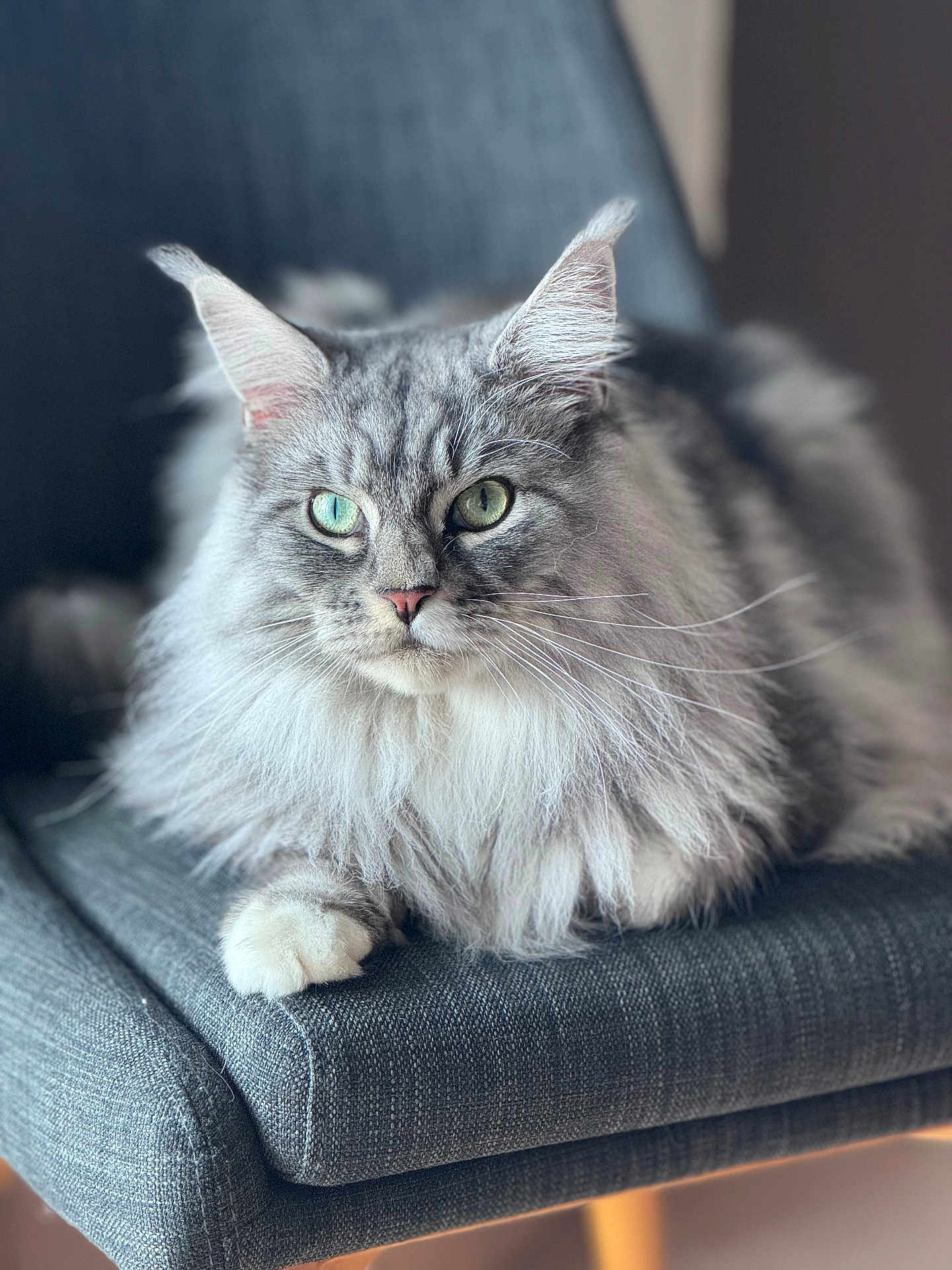 Simba