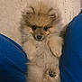 dog, puppy, pomeranian, fluffy, fur, paws, eyes, nose, cute, portrait, close_up, indoor, bed, blanket, fabric, blue_cloth, sitting, lap, small_dog, whiskers