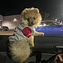 Winnie joined the competition — help win amazing prizes! dog, pomeranian, puppy, car, window, night, jacket, clothing, portrait, pet, cute, fluffy, paw, looking_at_camera, head_tilt, interior, seat, human_hand, parking_lot, street_light