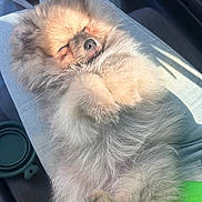 Winnie joined the competition — help win amazing prizes! dog, pomeranian, puppy, sleeping, fluffy, fur, lap, jeans, car_interior, sunlight, nap, cute, pet, small_dog, paws, nose, whiskers, adorable, relaxed, seat