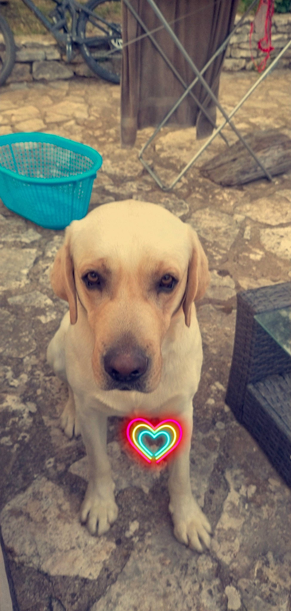 Oby a rejoint le concours — aidez-le/la à gagner de superbes lots ! adventure, canidae, carnivore, collar, companion_dog, dog, dog_breed, dog_collar, dog_supply, eye, fawn, fur, hunting_dog, labrador_retriever, pet_supply, retriever, snout, sporting_group, whiskers, working_animal