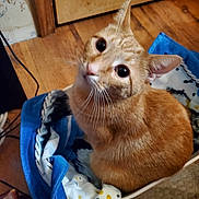Oliver is registered to the contest to win money with this photo: cat, orange_tabby, basket, blanket, blue_blanket, wooden_floor, door, whiskers, pet, indoor, curious, feline, cozy, looking_up, ears, fur, home, animal, cute, domestic