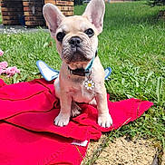 Huguette participe au concours pour gagner de l'argent avec cette photo : puppy, dog, french_bulldog, pet, collar, outdoor, grass, blanket, brick, cute, animal, young, sitting, nature, sunlight, garden, small, fur, ears, tag