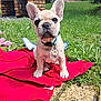 puppy, dog, french_bulldog, pet, collar, outdoor, grass, blanket, brick, cute, animal, young, sitting, nature, sunlight, garden, small, fur, ears, tag