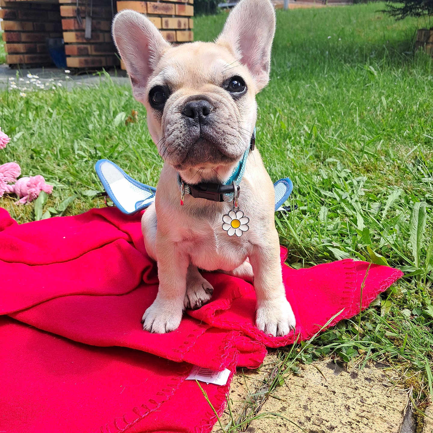 Huguette participe au concours pour gagner de l'argent avec cette photo : animal, blanket, brick, collar, cute, dog, ears, french_bulldog, fur, garden, grass, nature, outdoor, pet, puppy, sitting, small, sunlight, tag, young