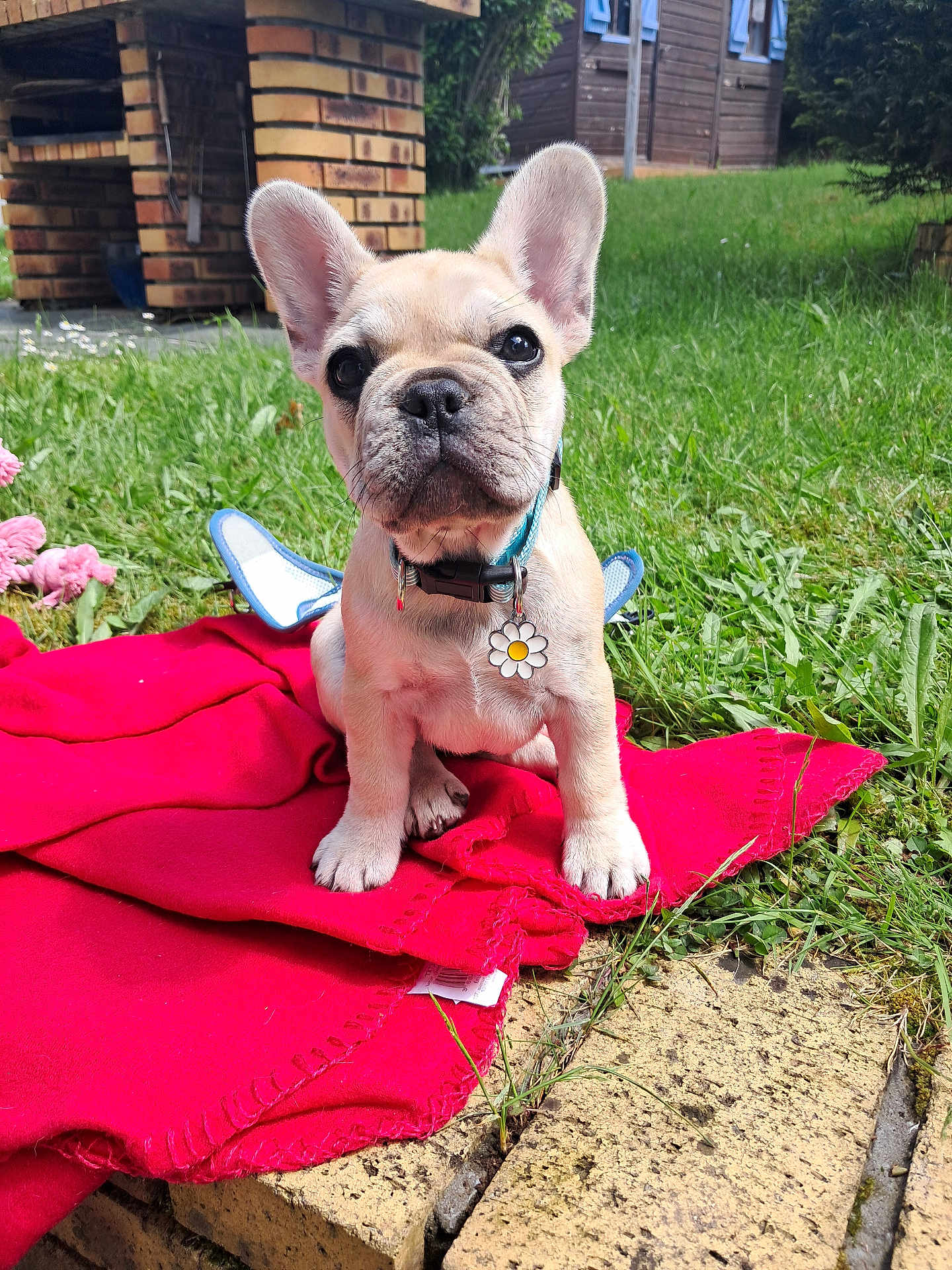 Huguette participe au concours pour gagner de l'argent avec cette photo : puppy, dog, french_bulldog, pet, collar, outdoor, grass, blanket, brick, cute, animal, young, sitting, nature, sunlight, garden, small, fur, ears, tag
