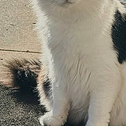 Smokey is registered to the contest to win money with this photo: cat, black_and_white, fluffy, sitting, outdoor, mat, concrete, sunlight, green_eyes, whiskers, tail, chair, shadow, fall, leaf, pet, animal, closeup, portrait, feline