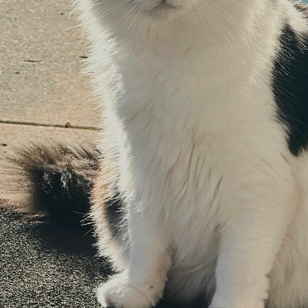 Smokey is registered to the contest to win money with this photo: cat, black_and_white, fluffy, sitting, outdoor, mat, concrete, sunlight, green_eyes, whiskers, tail, chair, shadow, fall, leaf, pet, animal, closeup, portrait, feline