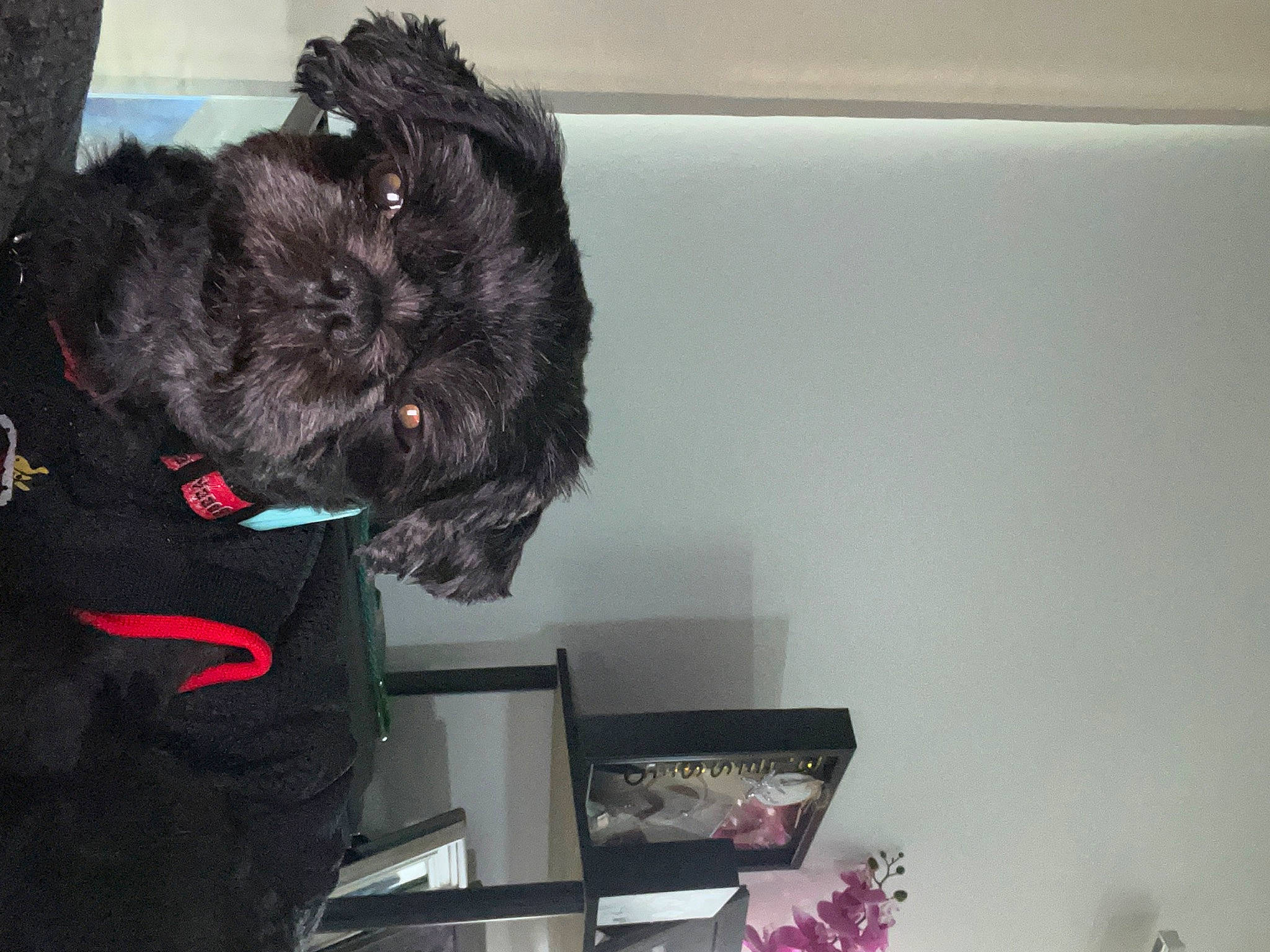 Niko is registered to the contest to win money with this photo: canidae, companion_dog, dog, dog_breed, dog_supply, felidae, fur, houseplant, liver, non_sporting_group, plant, room, small_terrier, small_to_medium_sized_cats, snout, sporting_group, tail, terrier, toy_dog, water_dog