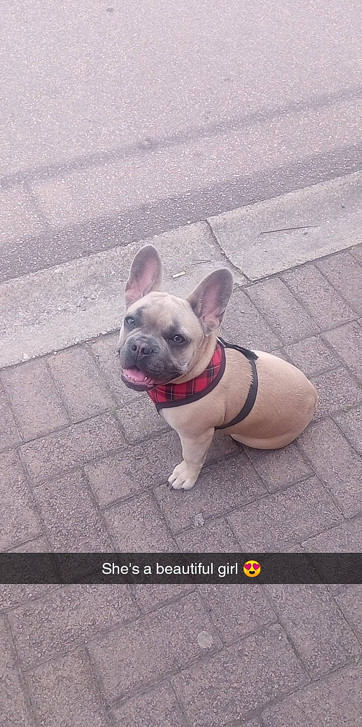 Darcie is registered to the contest to win money with this photo: canidae, carnivore, collar, companion_dog, dog, dog_breed, dog_collar, electric_blue, fawn, flooring, leash, paw, pug, road_surface, snout, sporting_group, tail, terrestrial_animal, toy_dog, working_animal