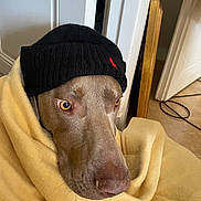 Milor a rejoint le concours — aidez-le/la à gagner de superbes lots ! dog, blanket, beanie, hat, indoor, brown_dog, pet, cozy, warm, canine, face, fur, animal, looking_away, floor, door, wooden_chair, clothing, yellow_blanket, portrait