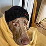 animal, beanie, blanket, brown_dog, canine, clothing, cozy, dog, door, face, floor, fur, hat, indoor, looking_away, pet, portrait, warm, wooden_chair, yellow_blanket