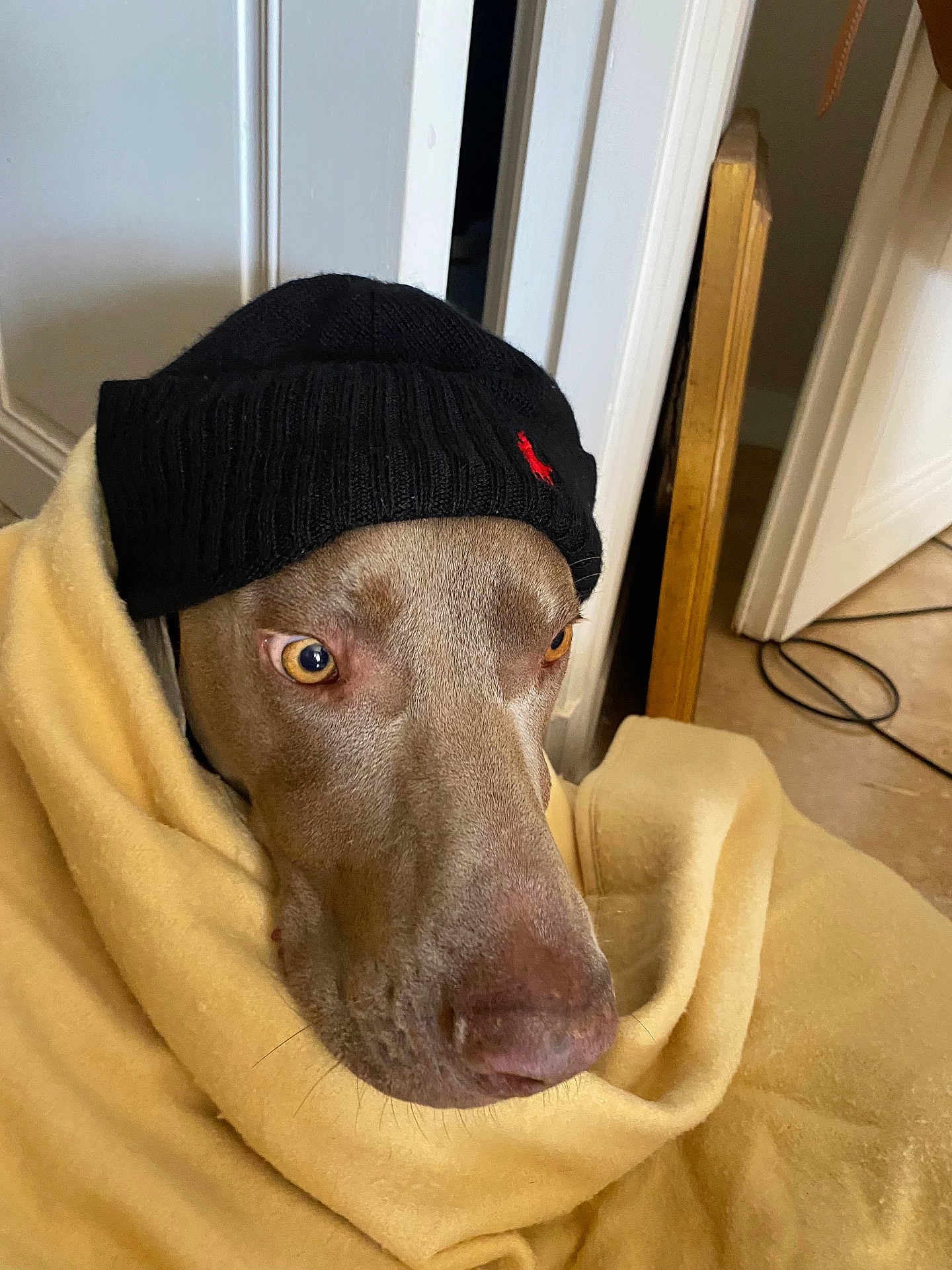 Milor a rejoint le concours — aidez-le/la à gagner de superbes lots ! dog, blanket, beanie, hat, indoor, brown_dog, pet, cozy, warm, canine, face, fur, animal, looking_away, floor, door, wooden_chair, clothing, yellow_blanket, portrait