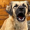 Taya participe au concours pour gagner de l'argent avec cette photo : animal, black_muzzle, canine, close_up, companion, cute, dog, ears, expression, face, friendly, fur, mouth_open, nature, outdoor, pet, portrait, tan_coat, wooden_background, yawning