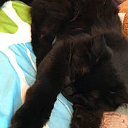 Ophelia is registered to the contest to win money with this photo: black_cat, carnivoran, cat, cat_like_mammal, dog_breed_group, fur, whiskers