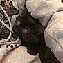 Ophelia is registered to the contest to win money with this photo: black_cat, carnivoran, cat, cat_like_mammal, domestic_short_haired_cat, fur, kitten, mammal, small_to_medium_sized_cats, whiskers