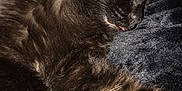Ophelia joined the competition — help win amazing prizes! black_cat, carnivoran, cat, cat_like_mammal, claw, domestic_short_haired_cat, fauna, fur, kitten, mammal, paw, small_to_medium_sized_cats, snout, whiskers