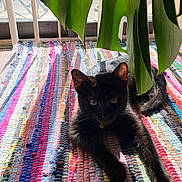 Poppy joined the competition — help win amazing prizes! black_cat, cat, pet, indoor, rug, multicolored, woven_rug, sunlight, window, window_blinds, green_leaves, plant, relaxing, feline, animal, shadow, daylight, cozy, home, domestic