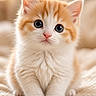 kitten, cat, orange, white, fluffy, cute, pet, animal, feline, young, small, soft, fur, whiskers, ears, nose, paws, indoor, blanket, portrait