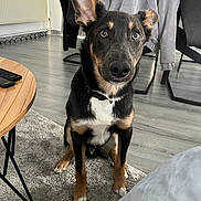 Ayzon participe au concours pour gagner de l'argent avec cette photo : dog, indoor, living_room, floor, rug, furniture, table, remote_control, chair, jacket, toy, pet, canine, black_and_tan, ears, looking_at_camera, wooden_floor, home, domestic_animal, curious