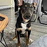 dog, indoor, living_room, floor, rug, furniture, table, remote_control, chair, jacket, toy, pet, canine, black_and_tan, ears, looking_at_camera, wooden_floor, home, domestic_animal, curious