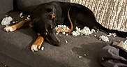 Ayzon participe au concours pour gagner de l'argent avec cette photo : dog, couch, packing_peanuts, mess, indoor, pet, black_dog, tan_paws, blanket, fabric, living_room, resting, lying_down, household, soft_furniture, cute, mischief, guilty_look, carpet, disarray