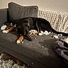 dog, couch, packing_peanuts, mess, indoor, pet, black_dog, tan_paws, blanket, fabric, living_room, resting, lying_down, household, soft_furniture, cute, mischief, guilty_look, carpet, disarray