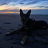 Ayzon participe au concours pour gagner de l'argent avec cette photo : dog, beach, sand, sunset, twilight, sky, clouds, ocean, horizon, animal, pet, canine, outdoor, nature, landscape, relaxing, silhouette, evening, happy, ears