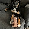 dog, puppy, black_dog, tan_markings, plush_toy, stuffed_animal, couch, furniture, indoor, pet, canine, ears_up, looking_at_camera, wooden_floor, living_room, relaxed, domestic, animal, companion, home