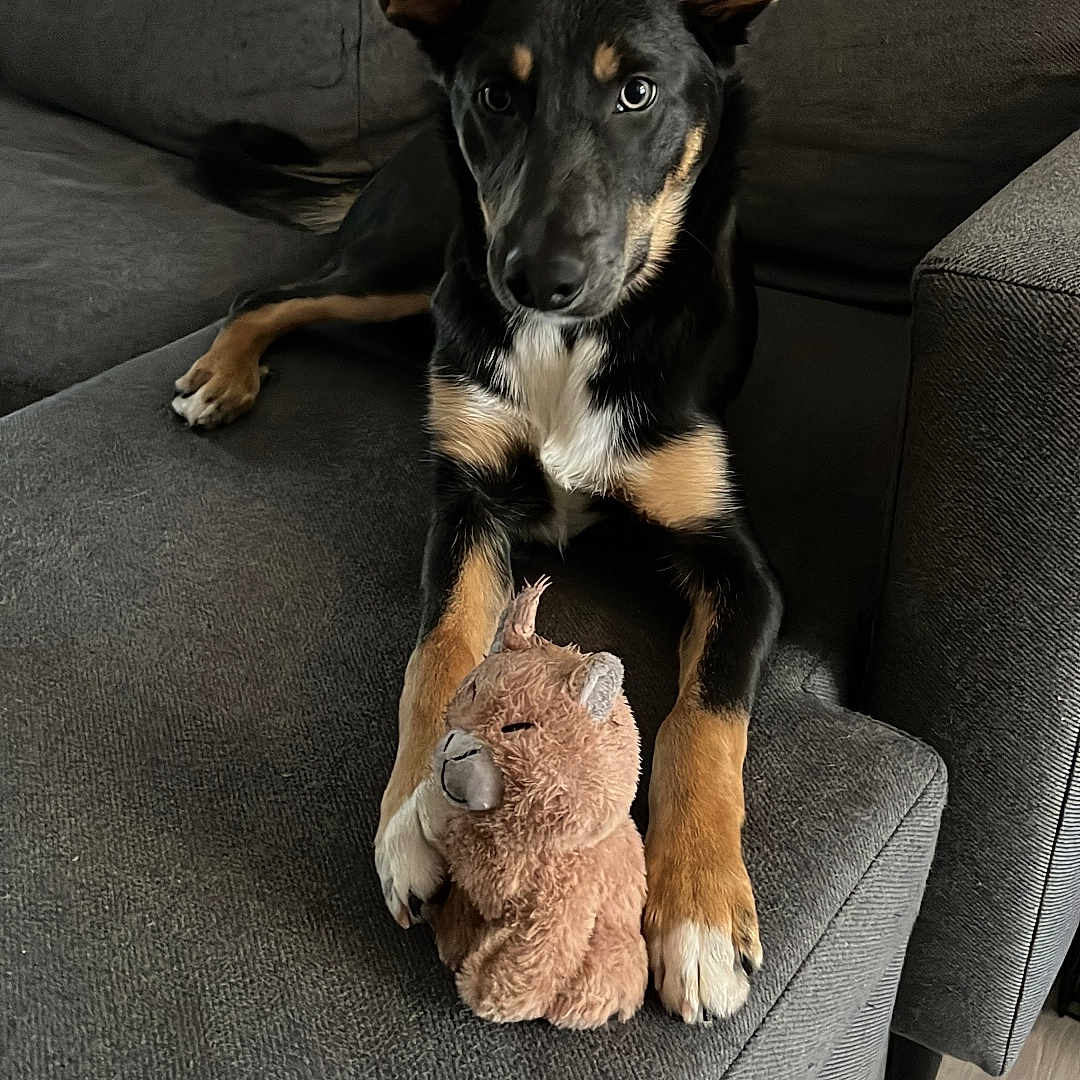 Ayzon participe au concours pour gagner de l'argent avec cette photo : dog, puppy, black_dog, tan_markings, plush_toy, stuffed_animal, couch, furniture, indoor, pet, canine, ears_up, looking_at_camera, wooden_floor, living_room, relaxed, domestic, animal, companion, home